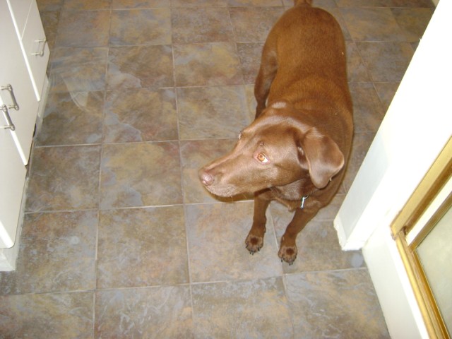tile Lingo-Dingo