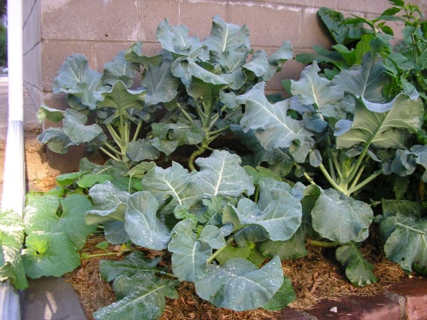 broccoli