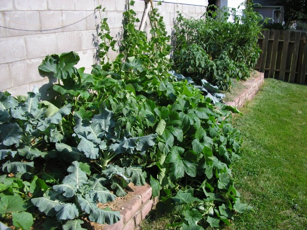 garden