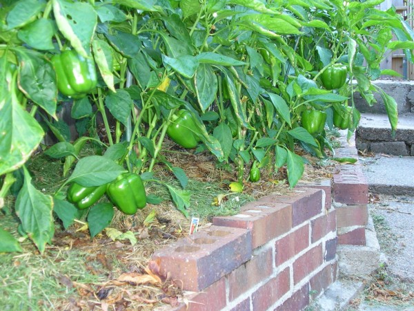pepper