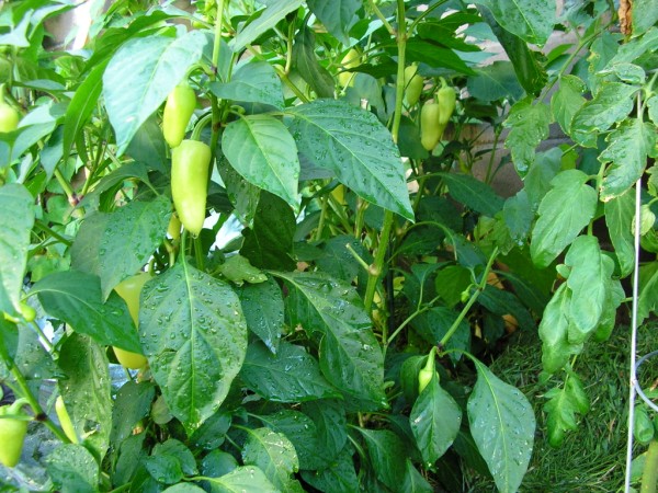 pepper