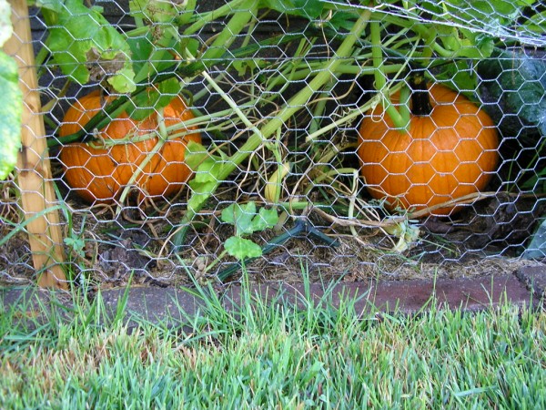 pumpkin