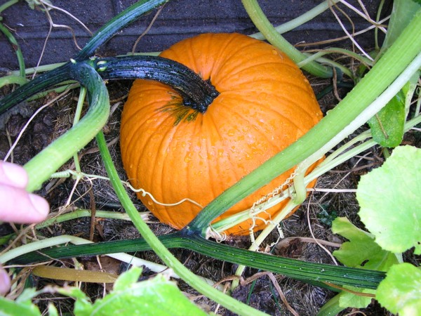 pumpkin