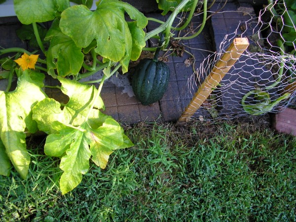 squash