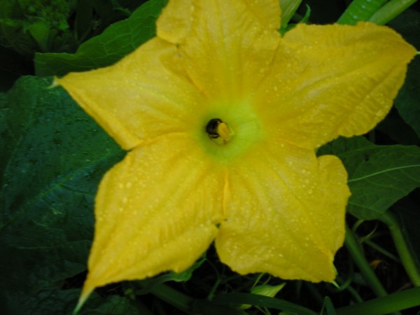 squash