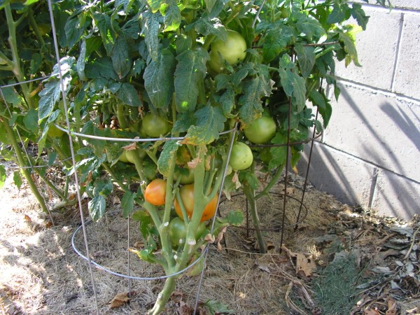 tomato