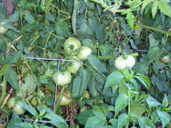 tomato