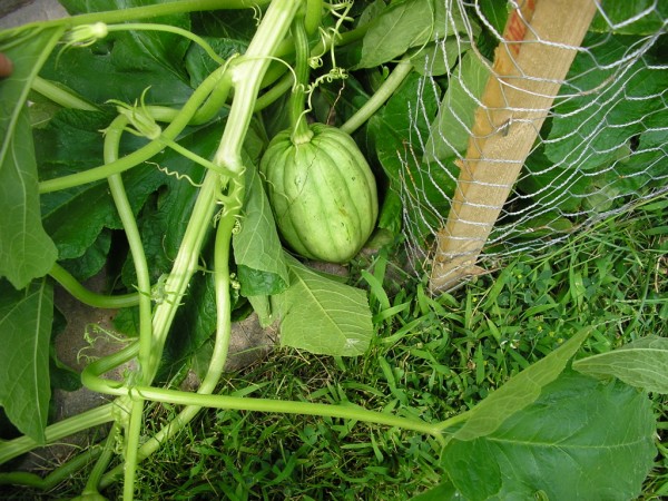 acorn squash