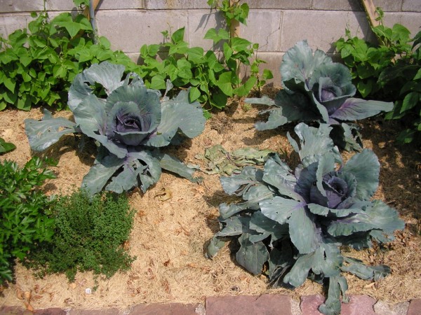 cabbage