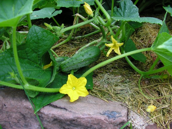 cucumber
