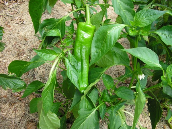 skinny green pepper