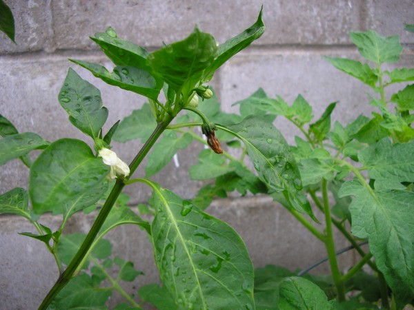 pablano