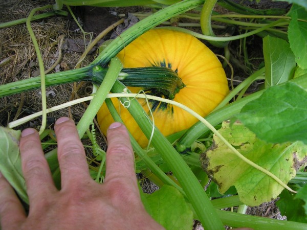 pumpkin