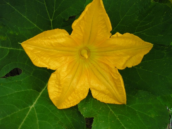 pumpkin blossoms