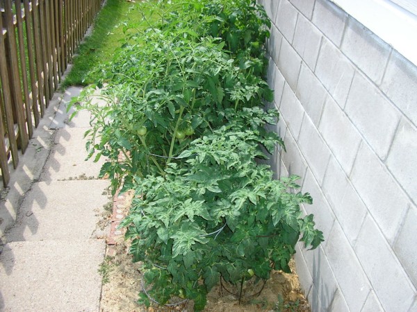 tomato