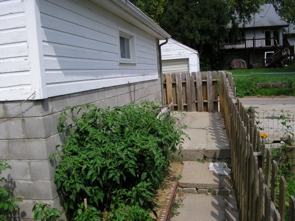 tomatoes