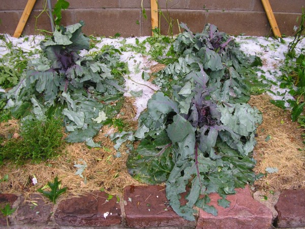 hail cabbage