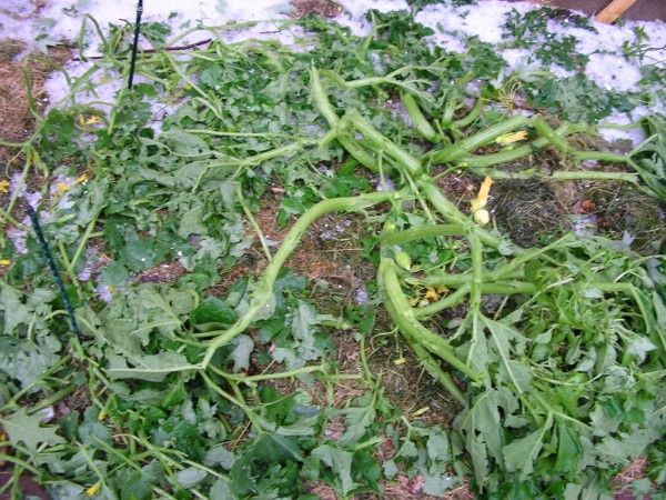 hail squash