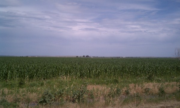 Nebraska cornfield